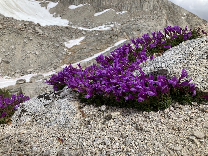 P. davidsonii at Mono Pass