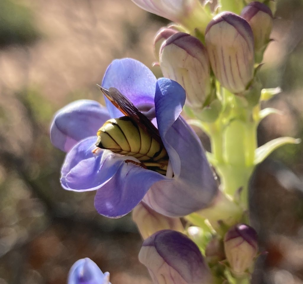 A wasp resting inside of a P. laevis flower