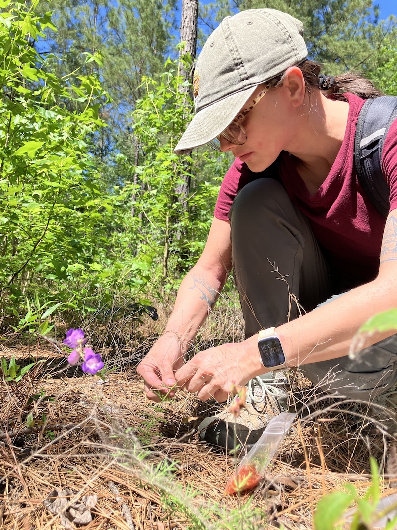 PhD student Sara Wuerstl collecting P. dissectus