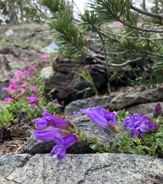 Penstemon davidsonii (foreground); P. newberryi and hybrids (background)