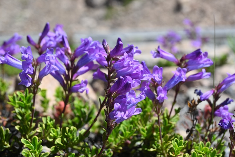 P. davidsonii from Crater Lake