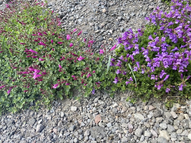 Hybrids between P. davidsonii and P. rupicola