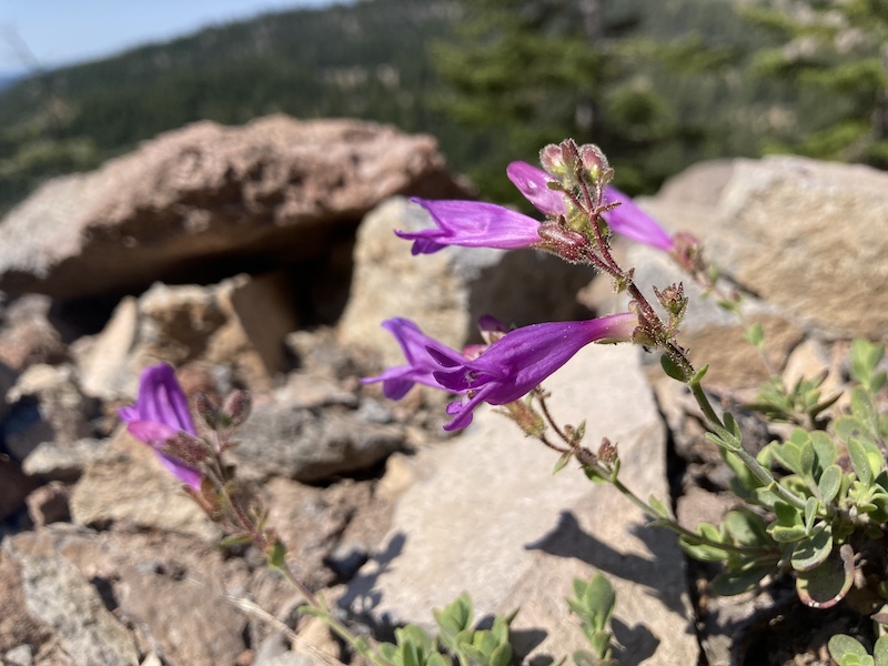 A P. davidsonii x P. rupicola hybrid at Crater Lake