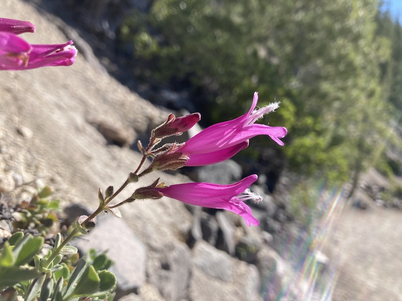 P. rupicola from Crater Lake