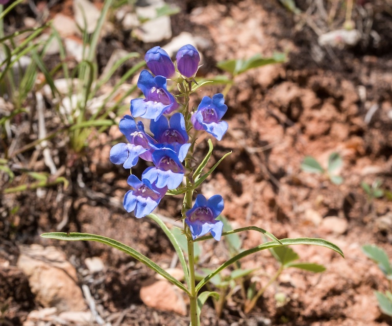 P. caryi